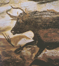 bull